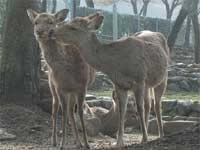 【若草山・鹿公園】