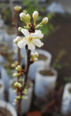 ソルダムの開花