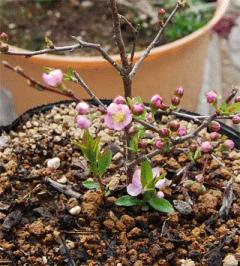 リンショウバイの開花