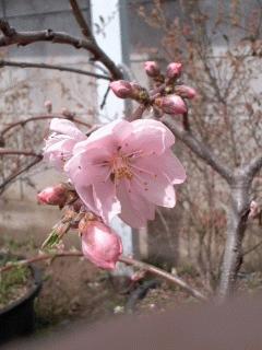 照手水蜜が開花しました