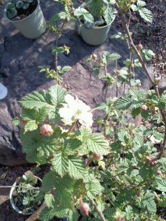 マイラビットの開花