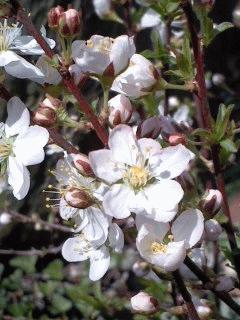 一才庭桜