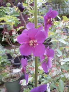 バーバスカム ヴィオレッタ Verbascum Violetta