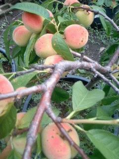 照手水蜜が鈴なりです