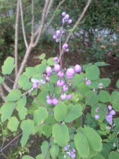 シキンカラマツが花を付けました