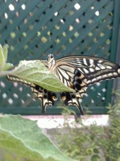 アゲハ蝶が飛んでます