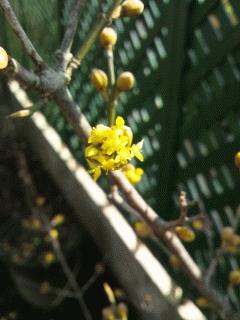 サンシュウが開花しました