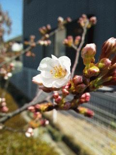 ソメイヨシノが開花しました