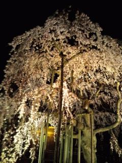 垂れ桜が満開です