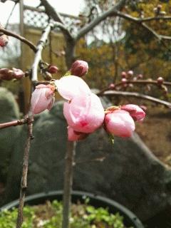 照手水蜜が開花しました