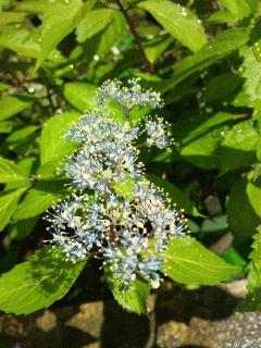 奥多摩小紫陽花が咲きました