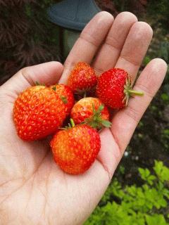 摘みたてイチゴで朝食