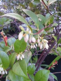 やっとシャシャンボに花芽が付きました