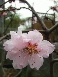 照手水密が咲きました