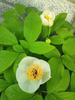 ついに山芍薬が咲きました