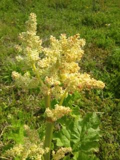 ルバーブの花が咲いてます