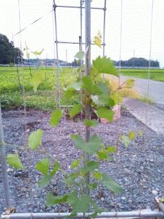 薔薇のアーチの予定が山葡萄に変わりました