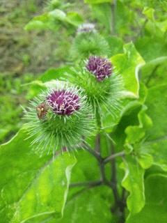 ゴボウの花が咲いてます