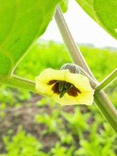 食用ほおずきの花が咲きました