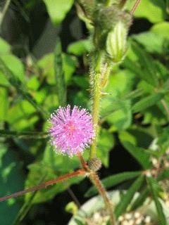 おじぎ草も暑そうです