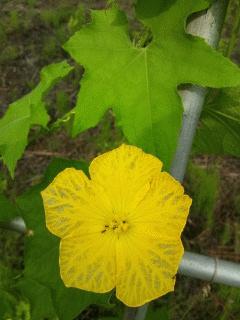 ヘチマの花が咲いてます