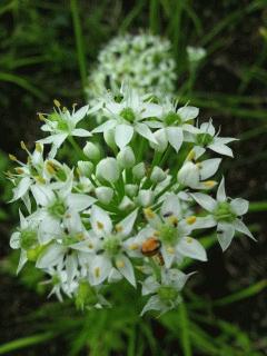 ニラの花が咲いています