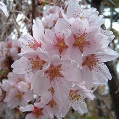 シンボルツリー第２弾「巴波桜」