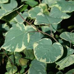 マルバノキ（丸葉の木）を植えました
