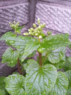 日光わさびの花が咲きそうです