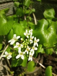 日光ワサビの花が咲きました