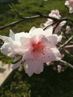 照手水密の花が咲きました