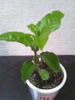 花が見たくてパッションフルーツを買っちゃいました
