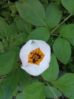 山芍薬が開花しました