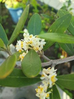 オリーブの花が咲いています