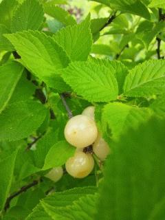 ユスラウメがそろそろ食べ頃です