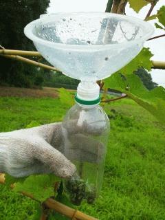 コガネムシ駆除に乗り出しました