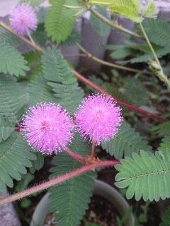 真昼の線香花火