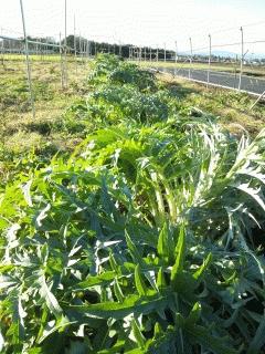 アーティチョークを移植してました