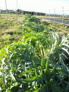 アーティチョークを移植してました