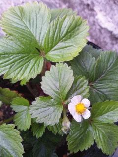 フレーズデボア(森の苺)の花が咲きました