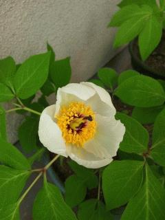 今年も山芍薬が咲きました