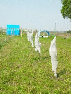 新葉の食害対策