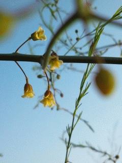 アスパラガスの花が咲きました