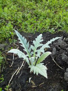 アーティチョークを定植しました