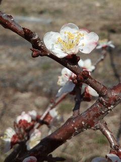 麦黄準杏の花が咲きました