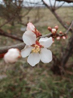 赤実ユスラウメが開花しました