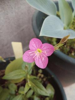 赤花夕化粧っぽい野草を発見しました