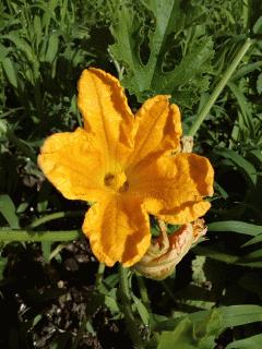 ズッキーニの花が咲いてます