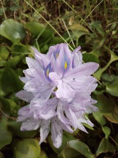 ホテイアオイの花が咲いています