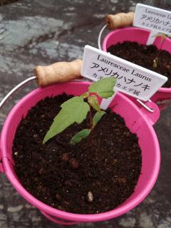 アメリカハナノキを移植しました